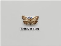 藏品(螟蛾327)的圖片